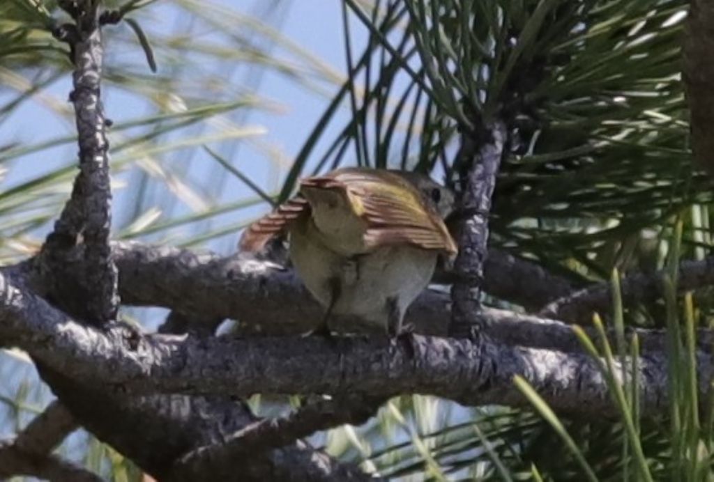 Quale Lui ?   Lu bianco (Phylloscopus bonelli)